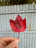 Krop Iconic Trench in Red Maple
